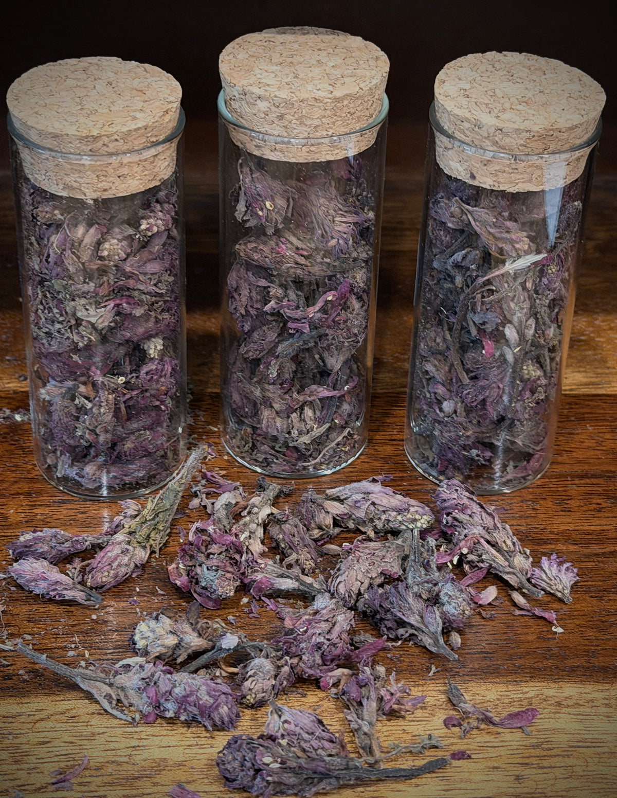 pedicularis botanical