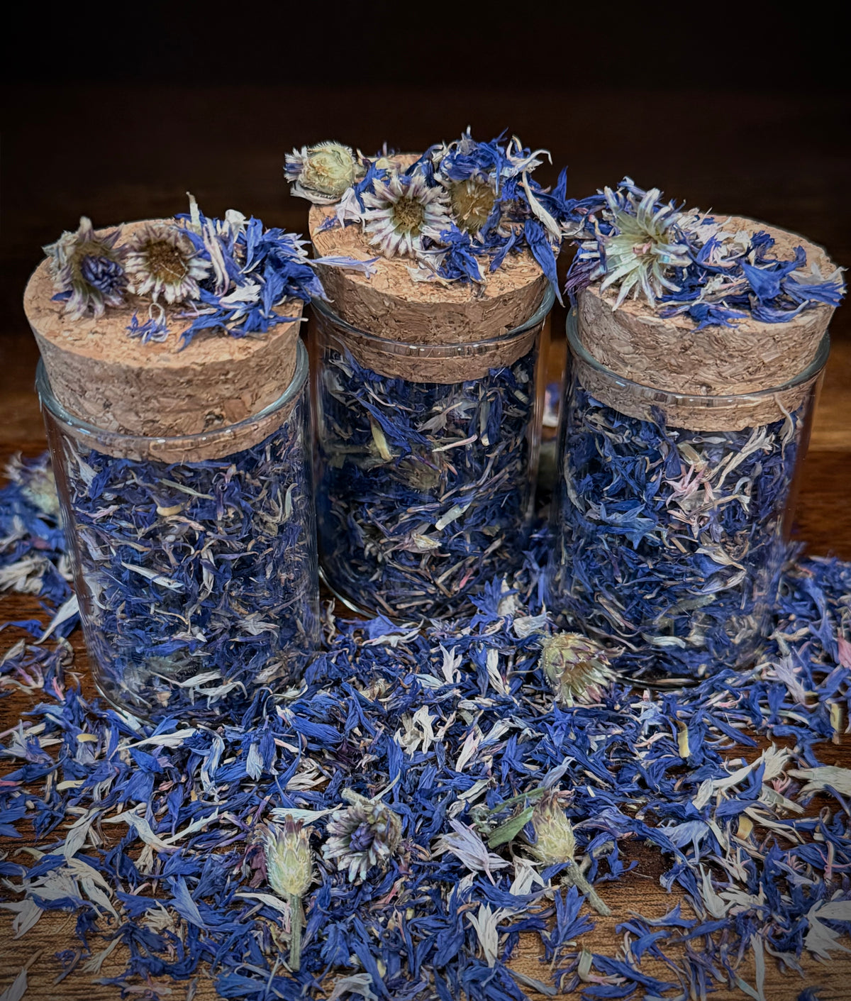 blue cornflower botanical